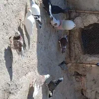 ۳۰۰|پرنده|خاش, |دیوار