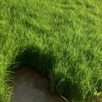 تخم چلتوک شمیم