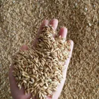 جو تازه چیده شده
