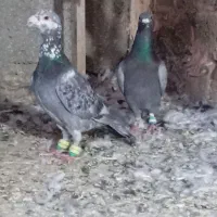 جفت نر