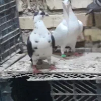 کبوتر دورگ
