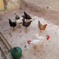 مرغ تخم گذاری به شرط وخروس برهما