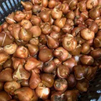فروش پیاز درجه یک گل نرگس بدون پُر پَر