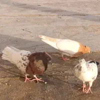 جفت کله ای