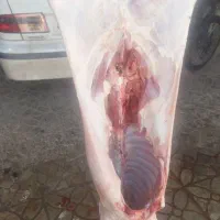 گوشت|خوردنی و آشامیدنی|گرگان, |دیوار
