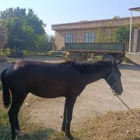کره اسب