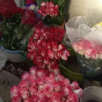 گل رز هلندی