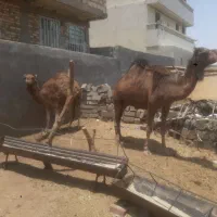 یک عدد شتر شیری با جونگ بزرگ