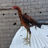 لاری پنج ماهه استثنایی