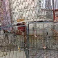 قفس پرنده
