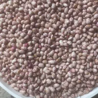 لوبیا چیتی کوشا بوجاری شده