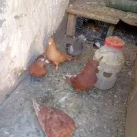 کفتر سرخ