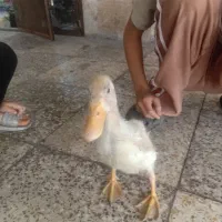 بچه اردک