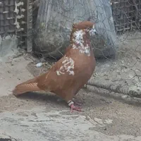 ماده زرد