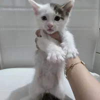 پت زیبا