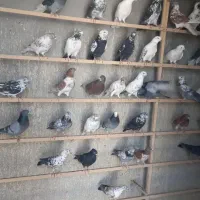 کبوتر|پرنده|سیرجان, |دیوار