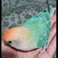 کوتوله برزیلی نر مست