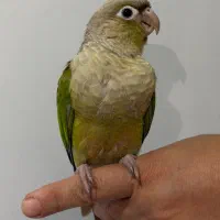 گرینچیک