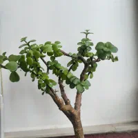 گل طبیعی