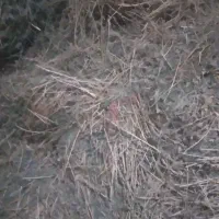 فروش ۱۵۰ بسته یونجه خشک خشک