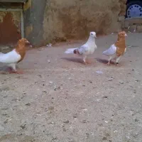 جونه کله ای