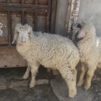 دوعدد بره نر هویزه سوسنگرد
