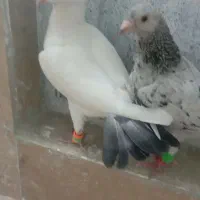 کبوتر سار و دم سیا