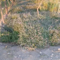 خاک رایگان