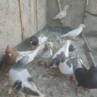 کفتر رنگ پرشی
