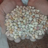 دوتن لوبیا چیتی