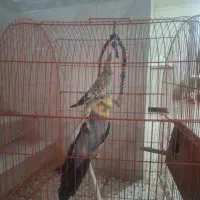 عروس هلندی یک جفت