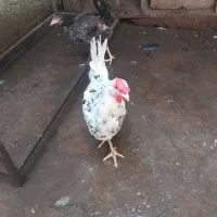 خروس و مرغ گیلین