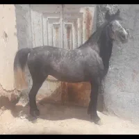 مادیان