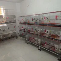 ۲۰۰ عدد قناری رنگی ،رسمی بلند ، یورگ و فکتوری