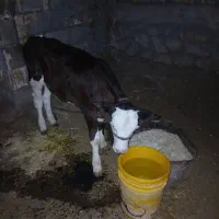 گوساله
