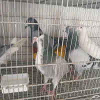 بوم کبوتر