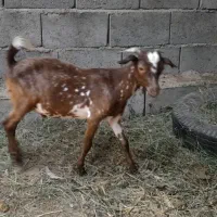 فروش سه عدد کهره نر و یک بره ماده چاق وسرحال