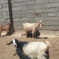 کهره بز میش