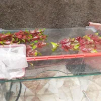 اکواریوم 100لیتر