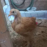 جوجه مرغ برهما