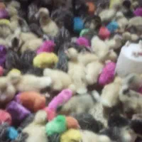 فروش جوجه عموحسن