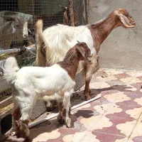 بزهای کهره دار