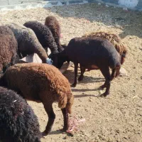 بره
