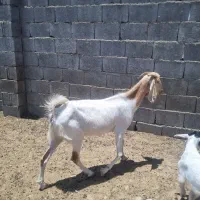 بز اعدانی شیرده به همراه کهره نر