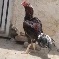خروس لاری فرمن دنگ بالا