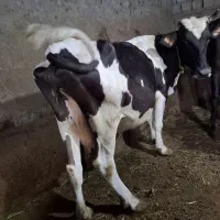 گاو‌ با گوسالش