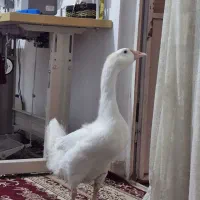 غاز