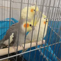 عروس هلندی