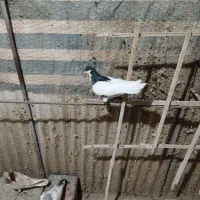 کبوتر خال سیاه ماده