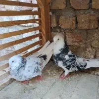 شازده هما و سرور پرشی مایه کفتر ضمانتی